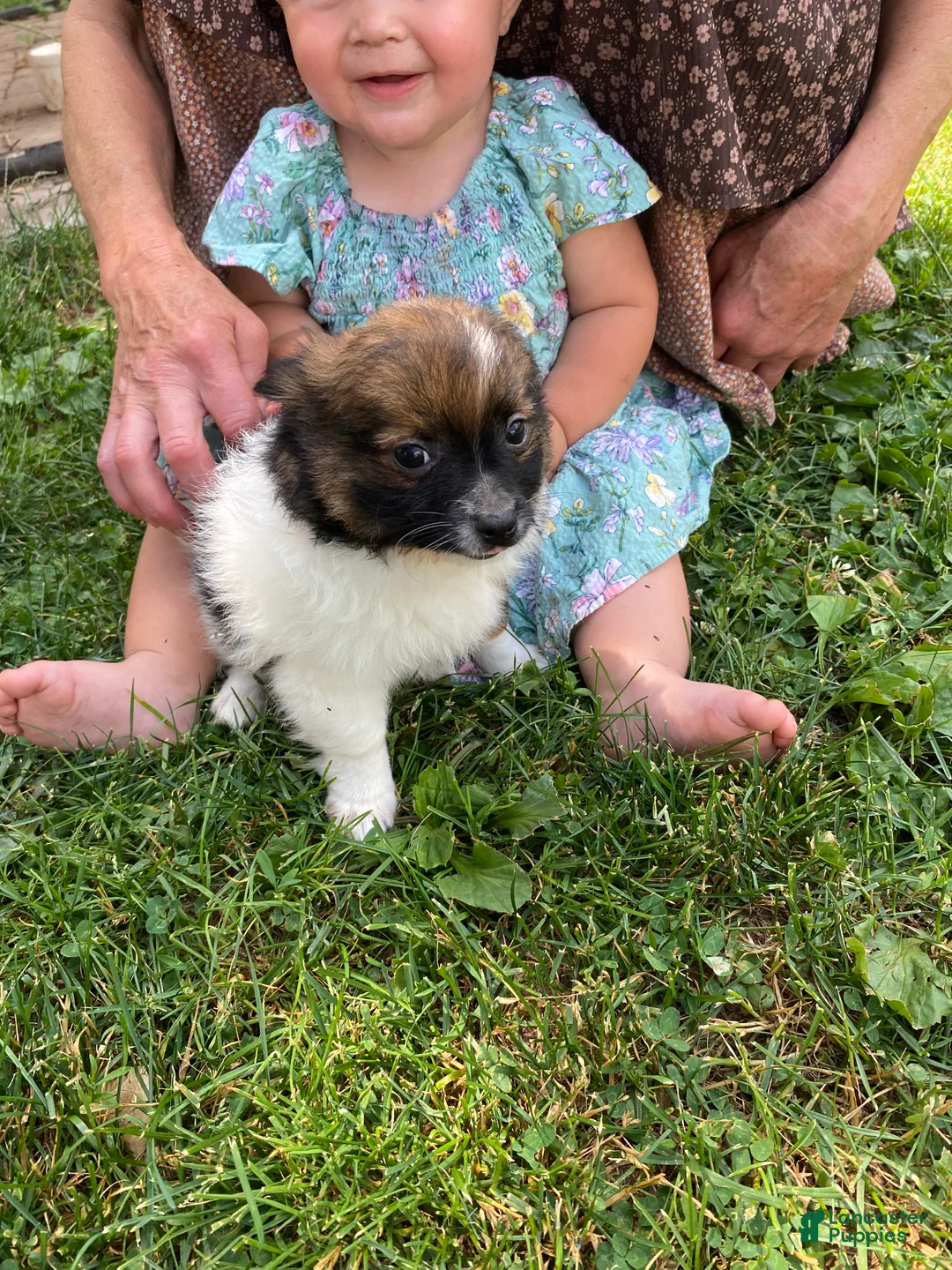 Pomchi dogs for sale: Baxter - Ad 2
