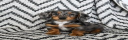 Miniature Dachshund dogs for sale: Vermont - Ad 3