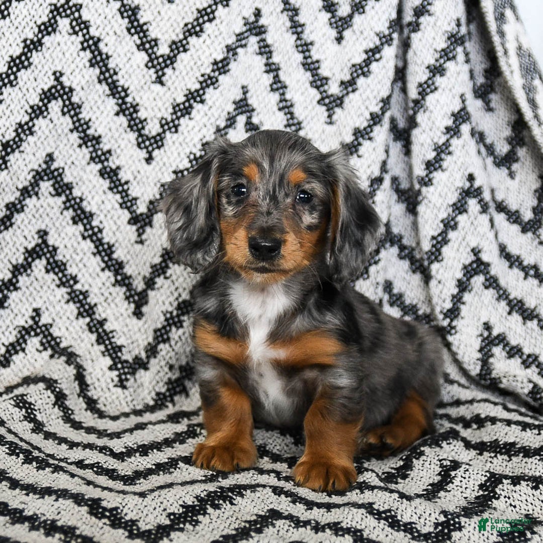 Miniature Dachshund dogs for sale: Vermont - Ad 3
