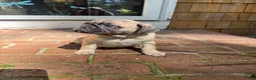 Frug dogs for sale: Frug 2 - Ad 3