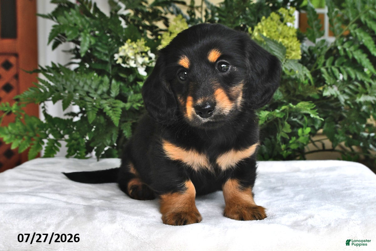 Miniature Dachshund dogs Trixie - Ad 2