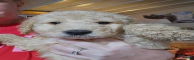 Goldendoodle Puppy 3