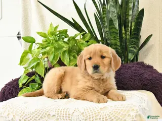 Golden Retriever dogs Kora - Ad 25