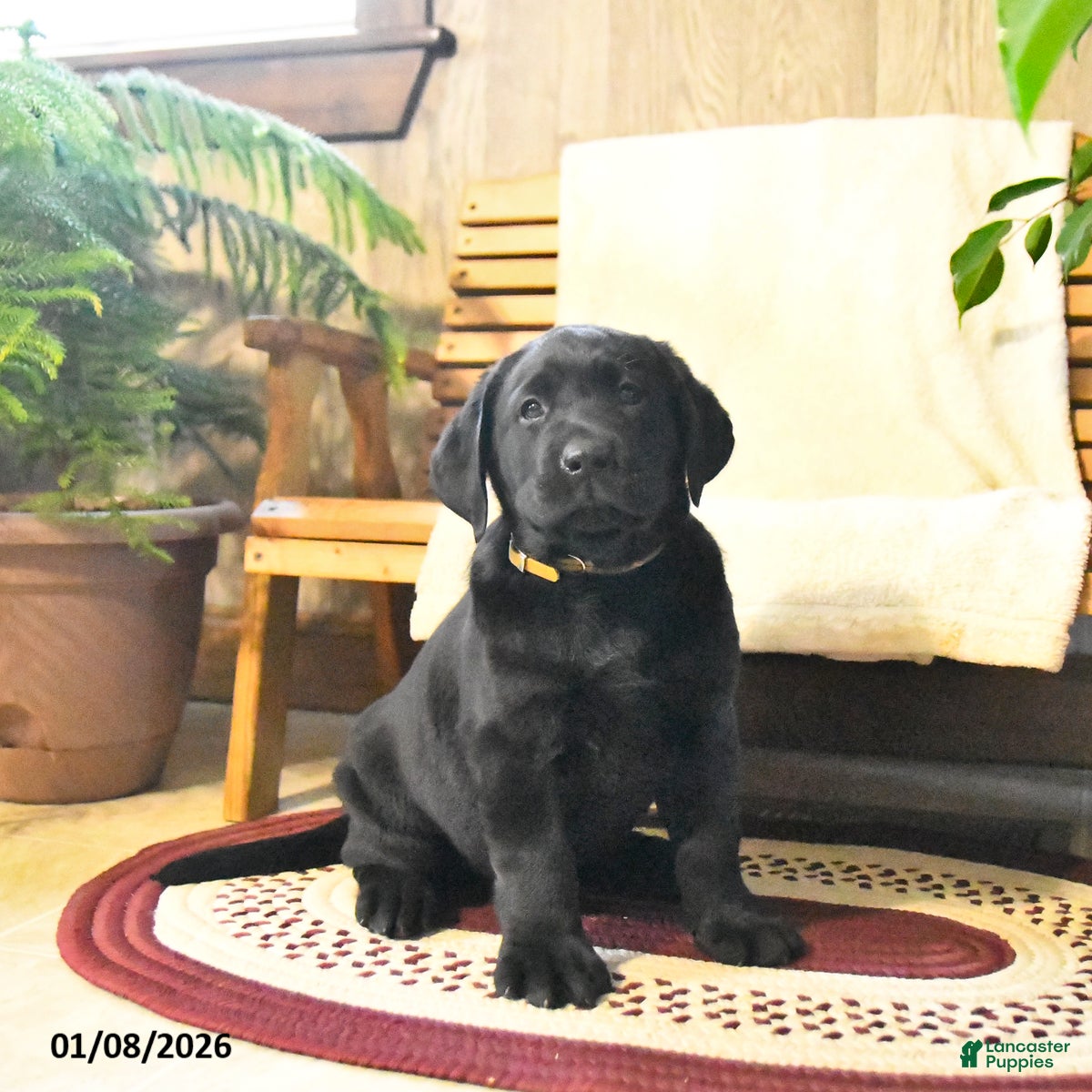 Labrador Retriever dogs Samson - Ad 17