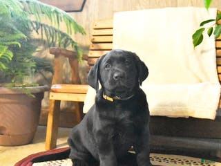 Labrador Retriever dogs Samson - Ad 17