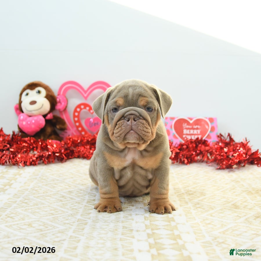 English Bulldog dogs Royce - Ad 2