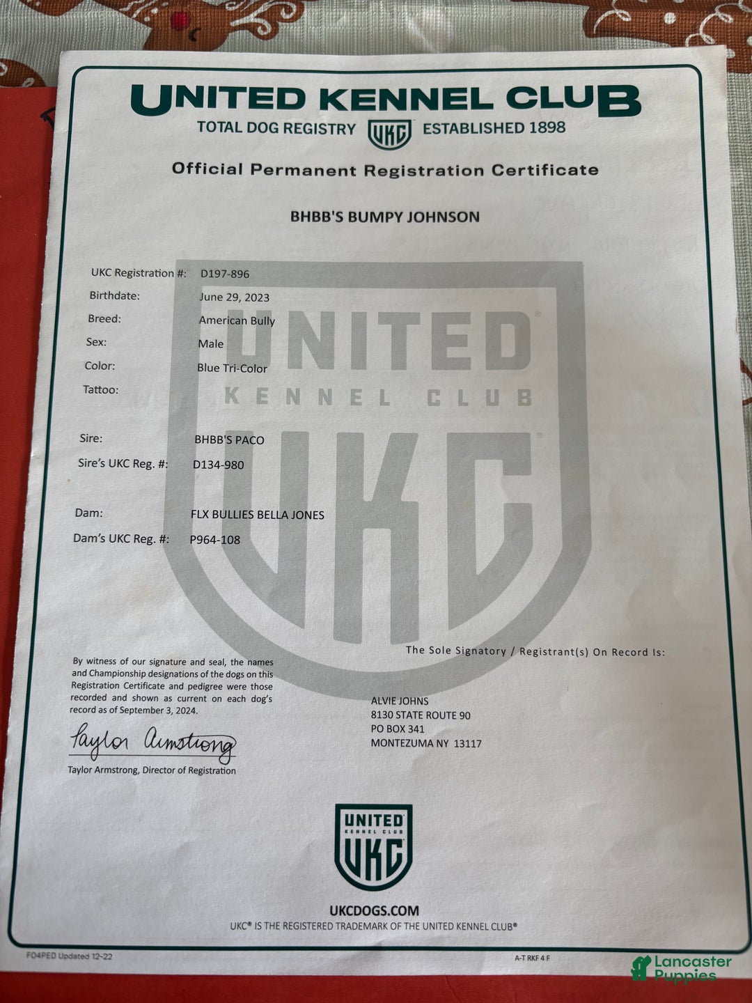 American Bully dogs for sale: Milli - Ad 4