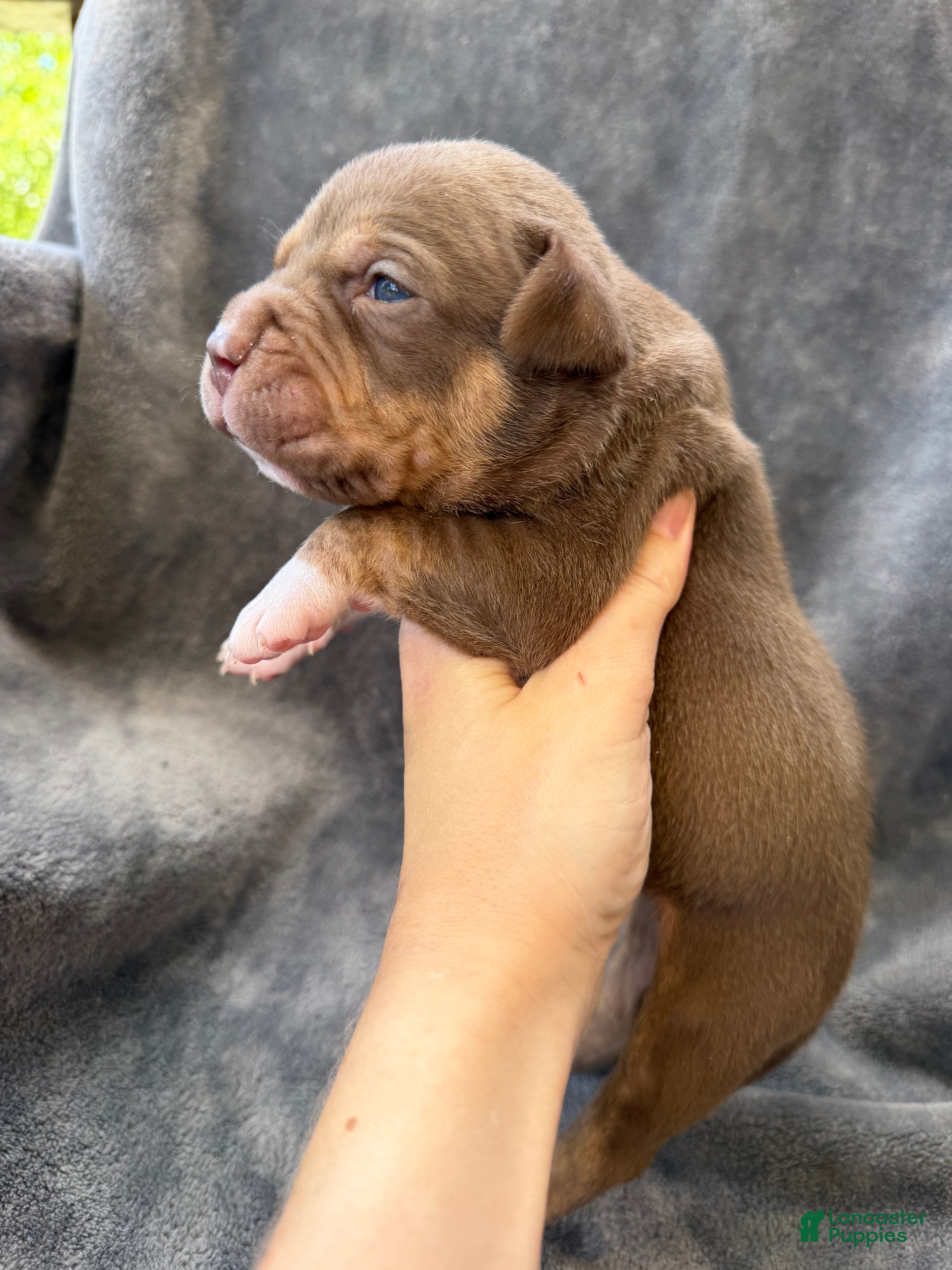 American Bully dogs Toby - Ad 2