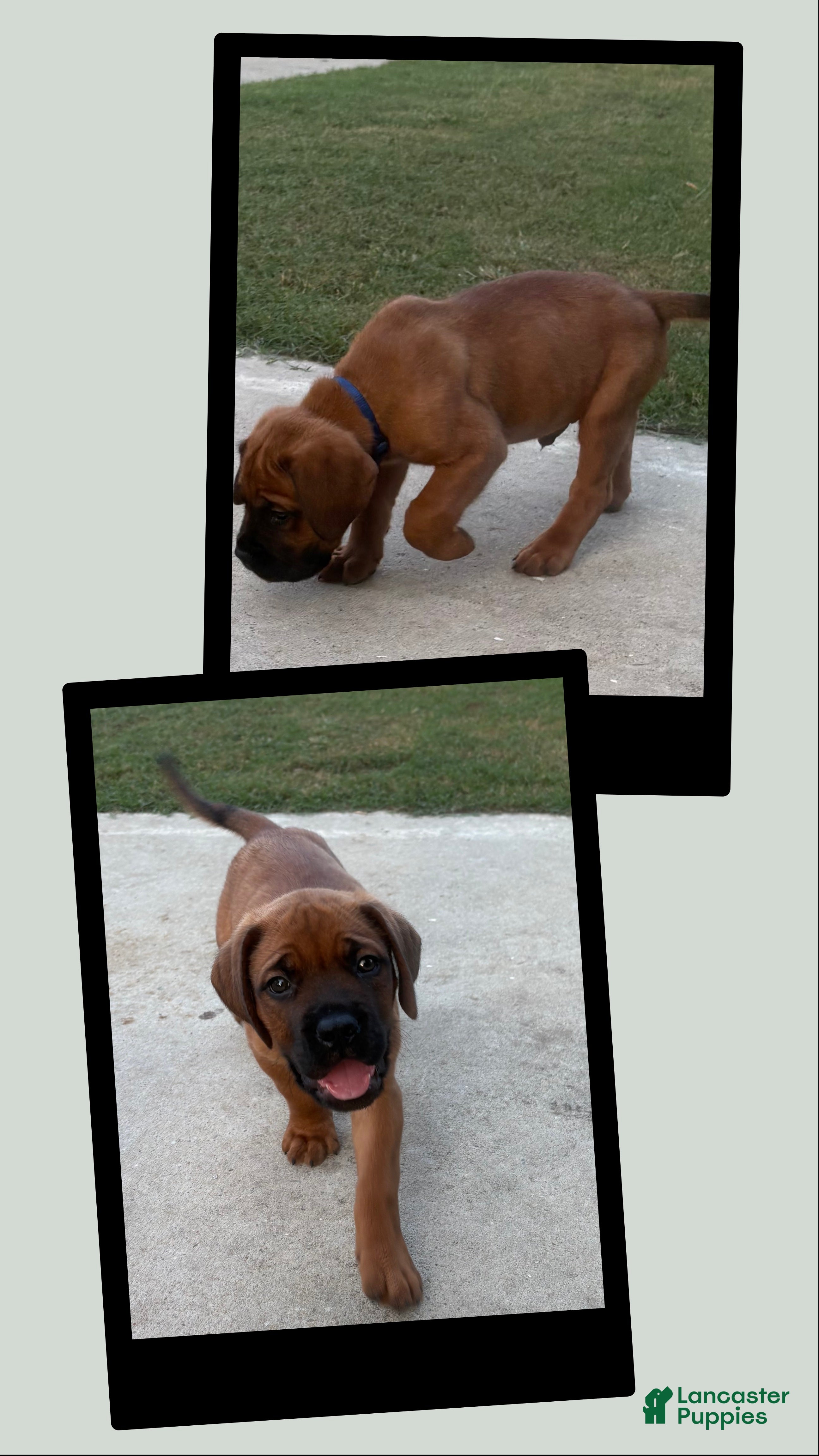 Mixed Breed dogs Blue - Ad 18