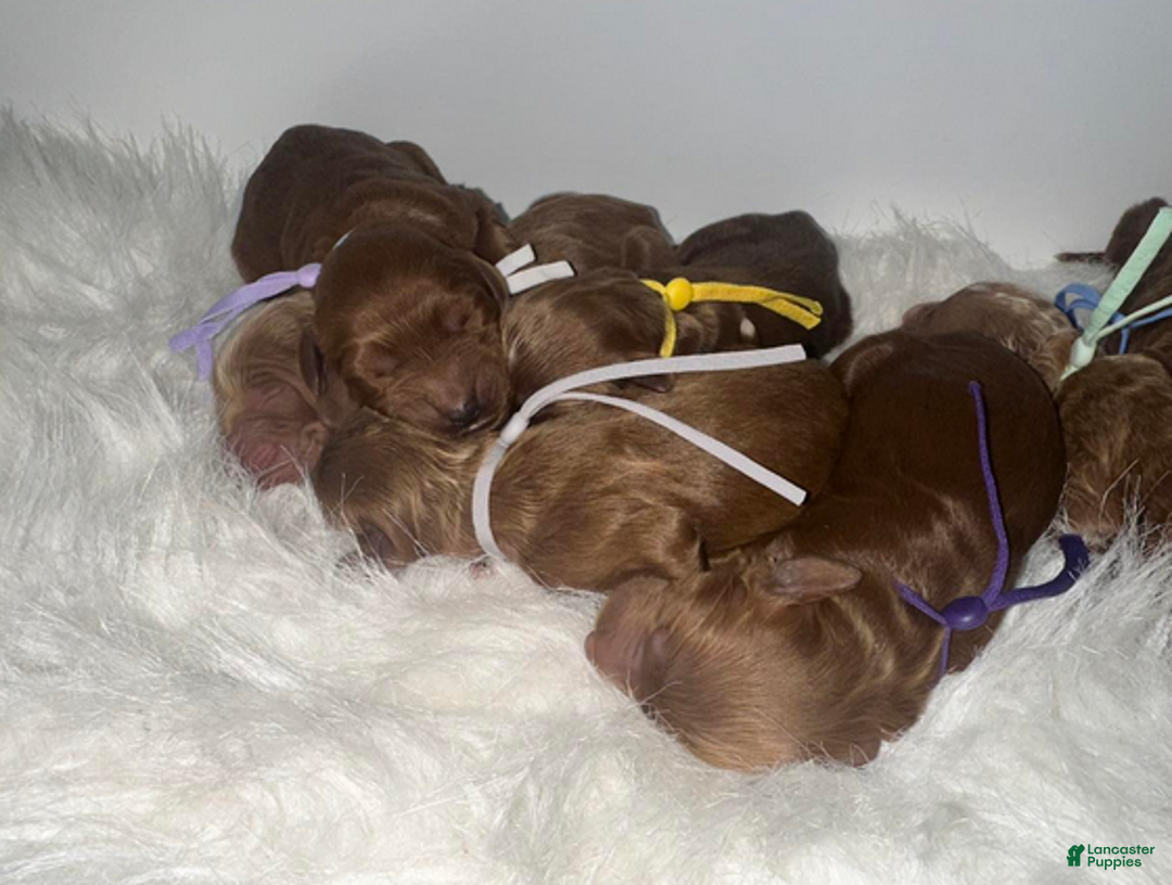 Goldendoodle dogs for sale: Girl 2 - Ad 2