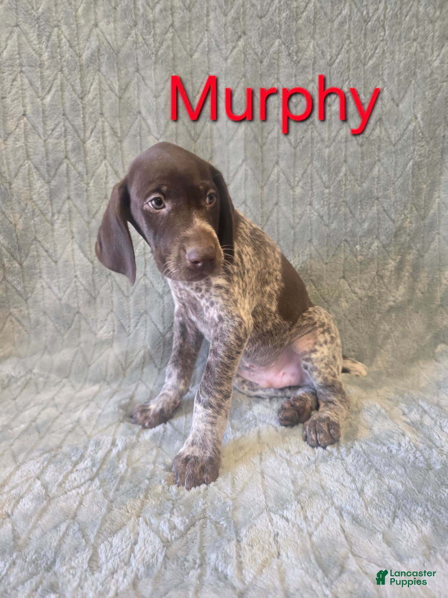 German Shorthaired Pointer dogs German Shorthaired Pointer Puppy 2 - Ad 24