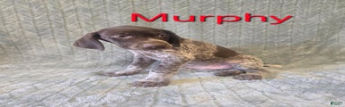 German Shorthaired Pointer Puppy 2
