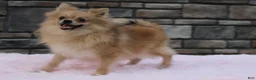 Pomeranian dogs for sale: Emmy - Ad 16