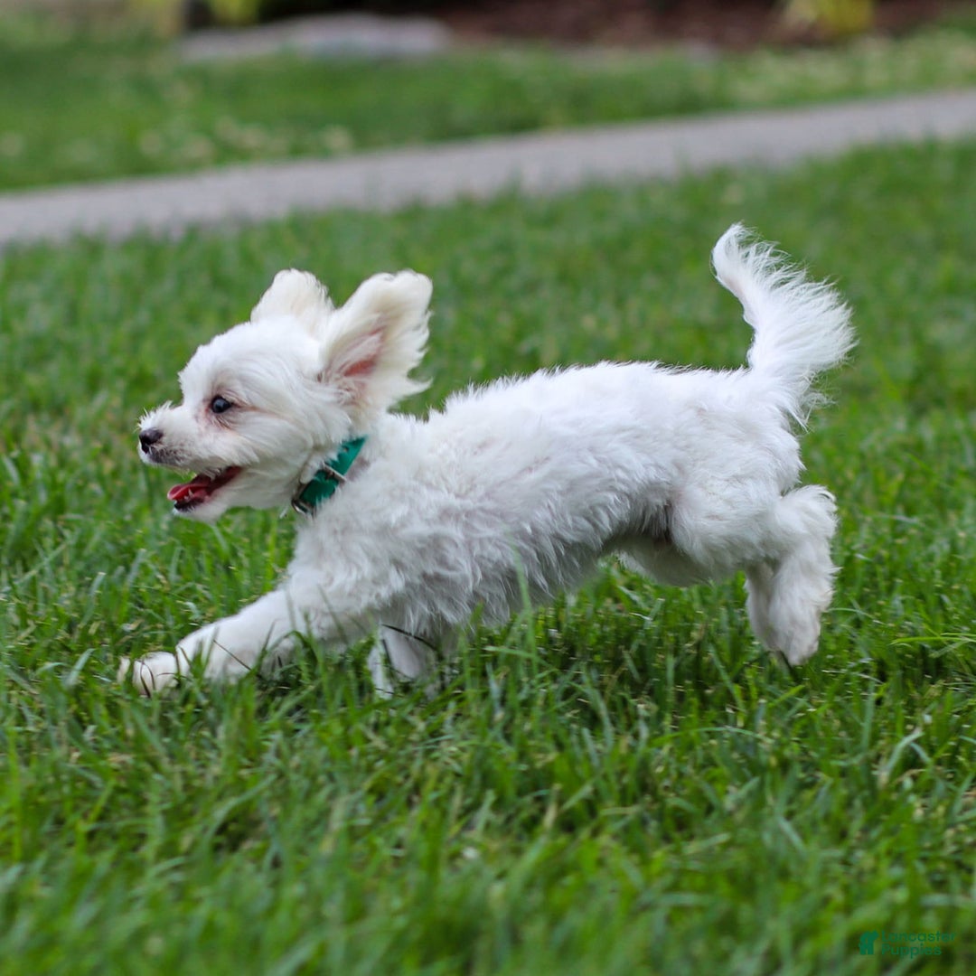 Maltese dogs for sale: Reign - Ad 9