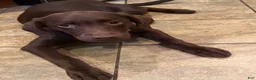 Labrador Retriever dogs for sale: Dozer - Ad 5