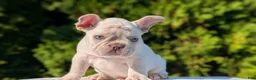 French Bulldog dogs for sale: Lando - Ad 7