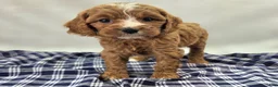 Cavapoo dogs for sale: Blizzard - Ad 18
