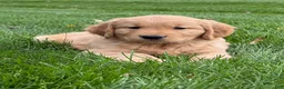Golden Retriever dogs for sale: Maven - Ad 3