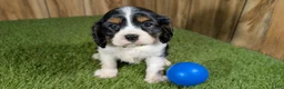 Cavalier King Charles Spaniel dogs for sale: Bessie Boy 1 - Ad 5