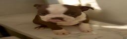 Boston Terrier dogs for sale: Boston Terrier Puppy 4 - Ad 3