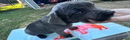 Cane Corso dogs for sale: Cane Corso 1 - Ad 17