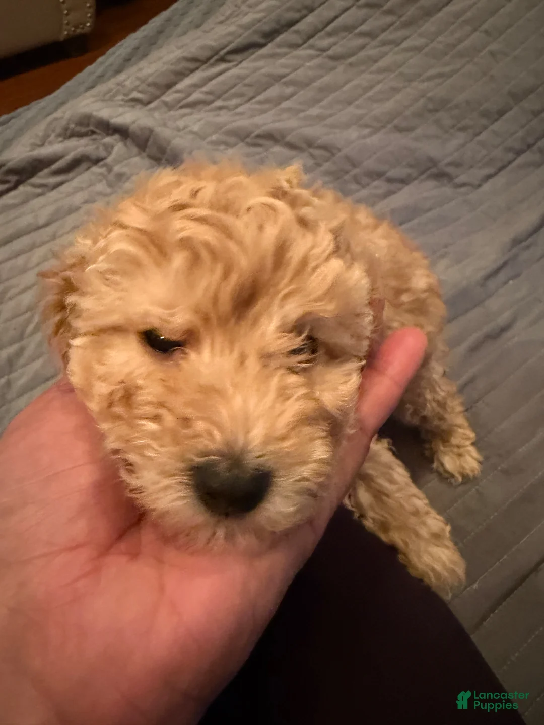 Toy Poodle dogs for sale: Toy Poodle Puppy 1 - Ad 2