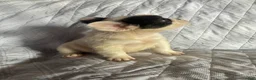 French Bulldog dogs for sale: French Bulldog Puppy 1 (fluffy) - Ad 13
