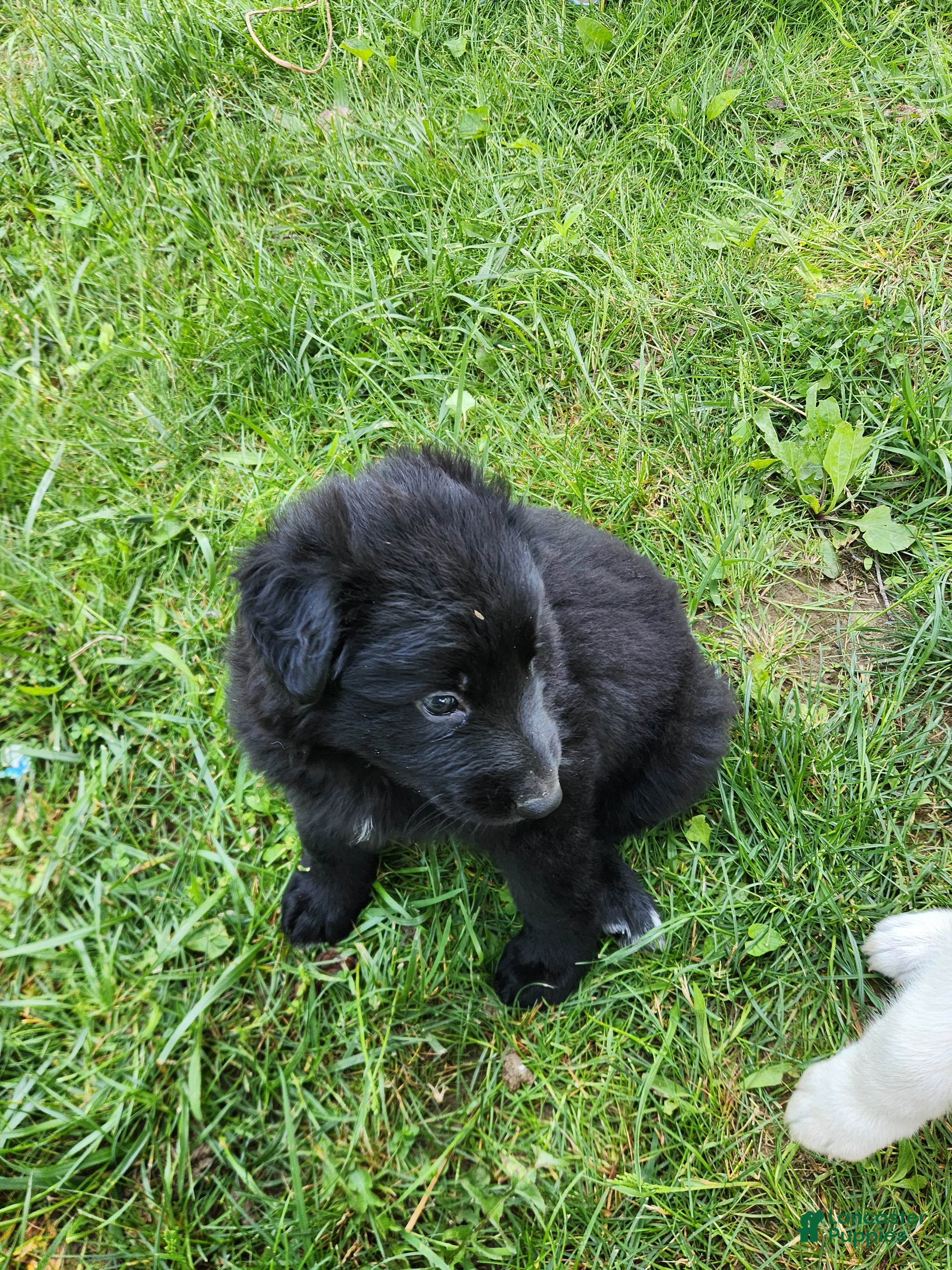 German Shepherd dogs for sale: German Shepherd Puppy 4 - Ad 2