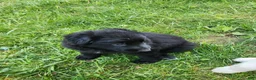 German Shepherd dogs for sale: German Shepherd Puppy 4 - Ad 1