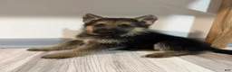 German Shepherd dogs for sale: Max - Ad 2