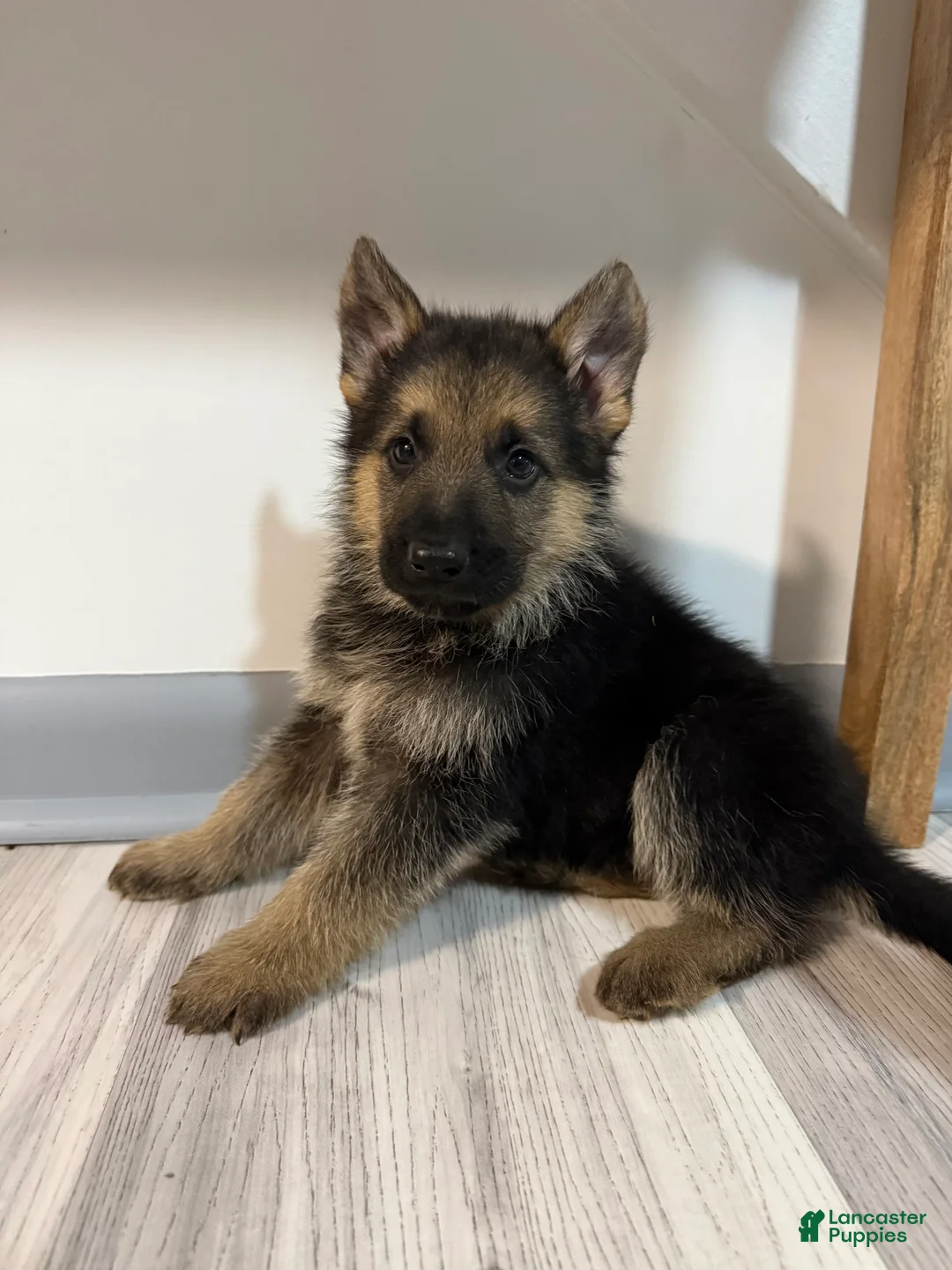 German Shepherd dogs for sale: Max - Ad 2