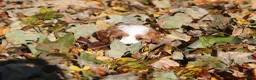 Cavapoo dogs for sale: Pumpkin - Ad 4