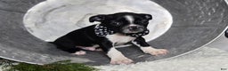 Boston Terrier dogs for sale: Charlie - Ad 6