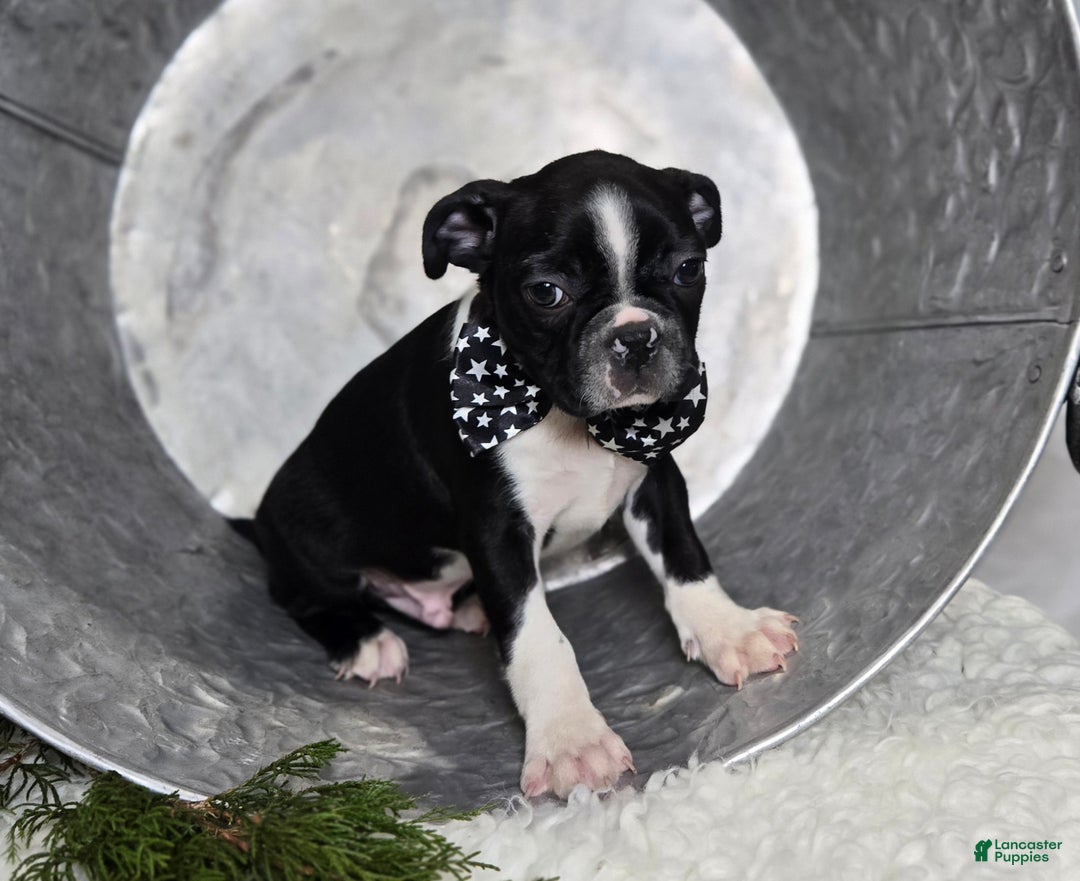 Boston Terrier dogs for sale: Charlie - Ad 6