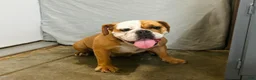 English Bulldog dogs for sale: Sinja - Ad 4