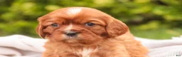 Cavalier King Charles Spaniel dogs for sale: Florie Cavalier King Charles Spaniel  - Ad 4