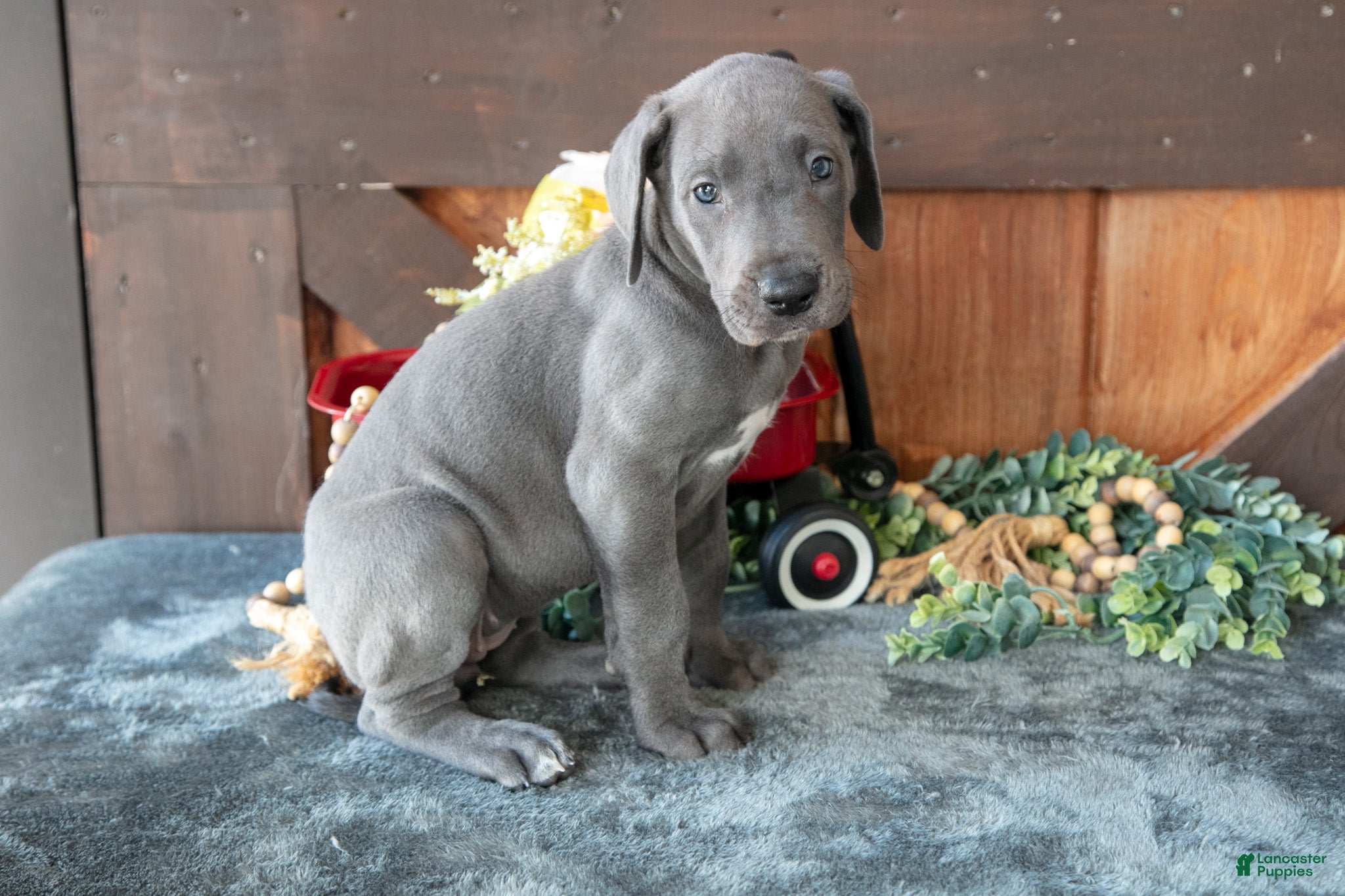 Great Dane dogs for sale: Misty - Ad 2