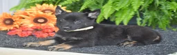 German Shepherd dogs for sale: Athena - Ad 4