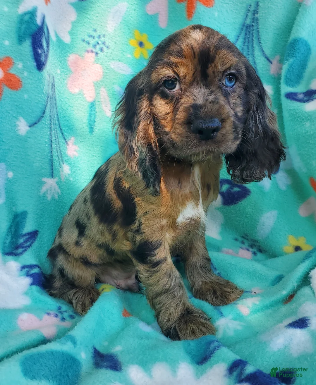 Cocker Spaniel dogs for sale: Dylan - Ad 6