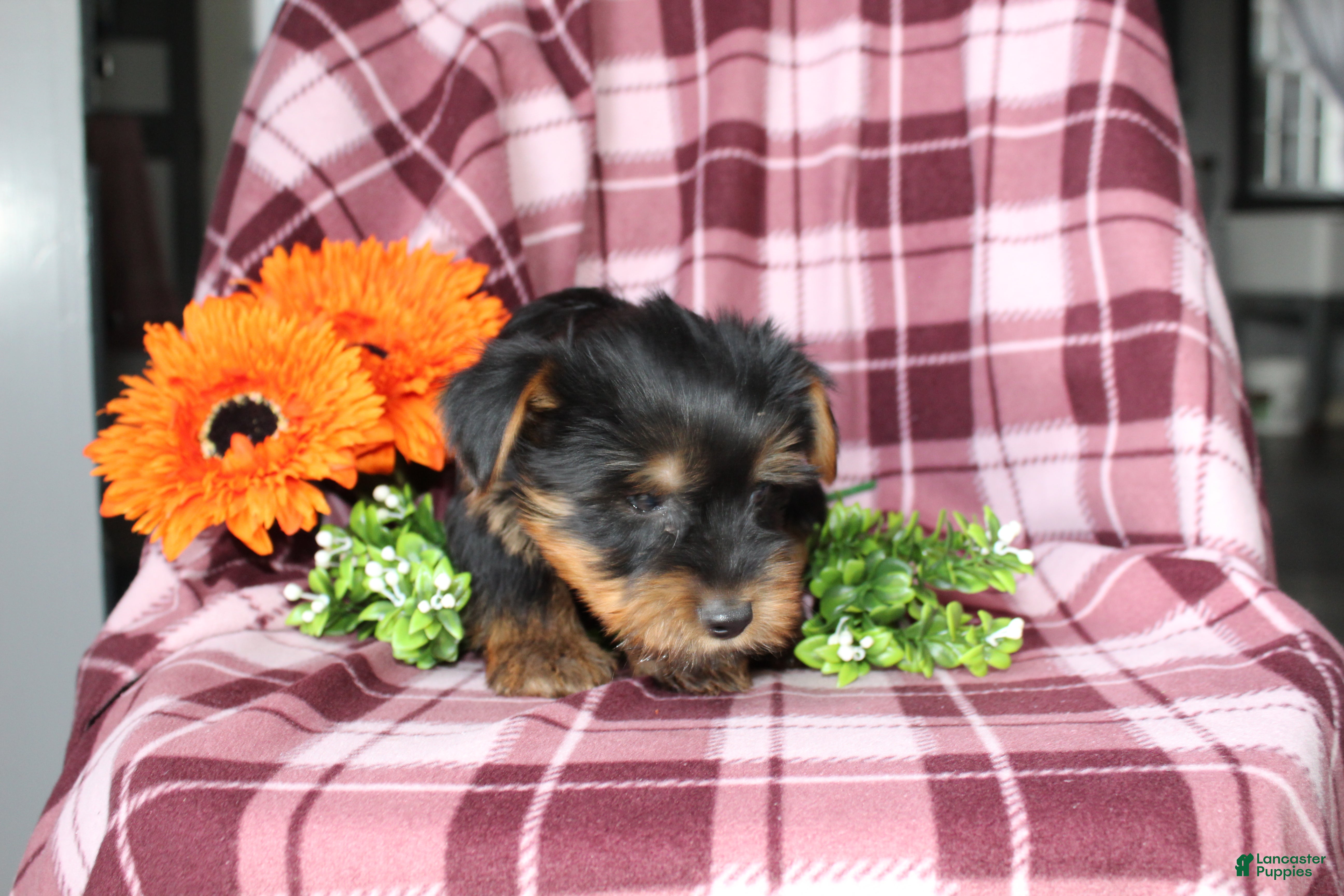 Yorkshire Terrier Puppies for sale Lancaster Puppies