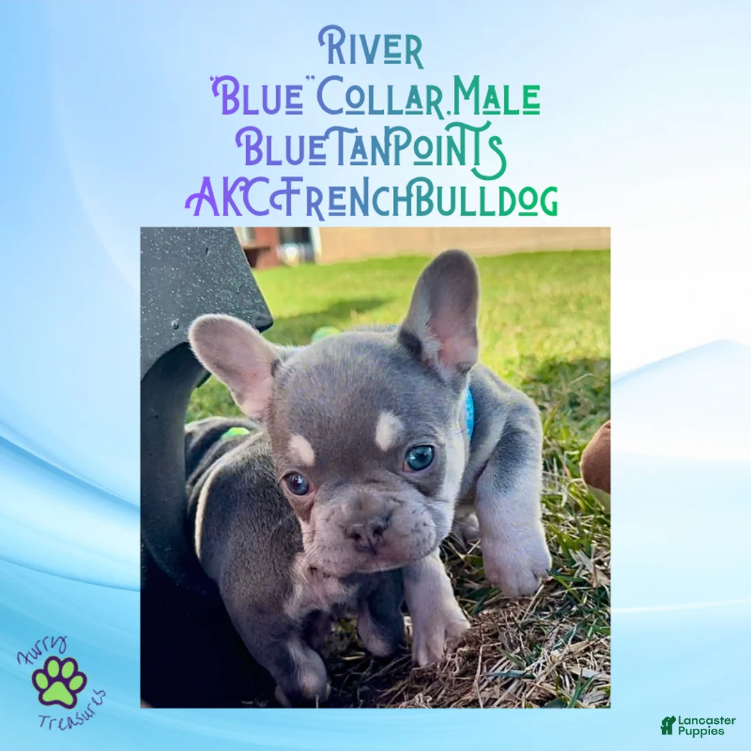 French Bulldog dogs for sale: River “Blue”Collar,Male - Ad 2