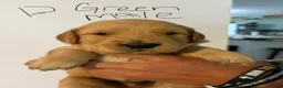Golden Retriever dogs for sale: Dark Green  - Ad 1