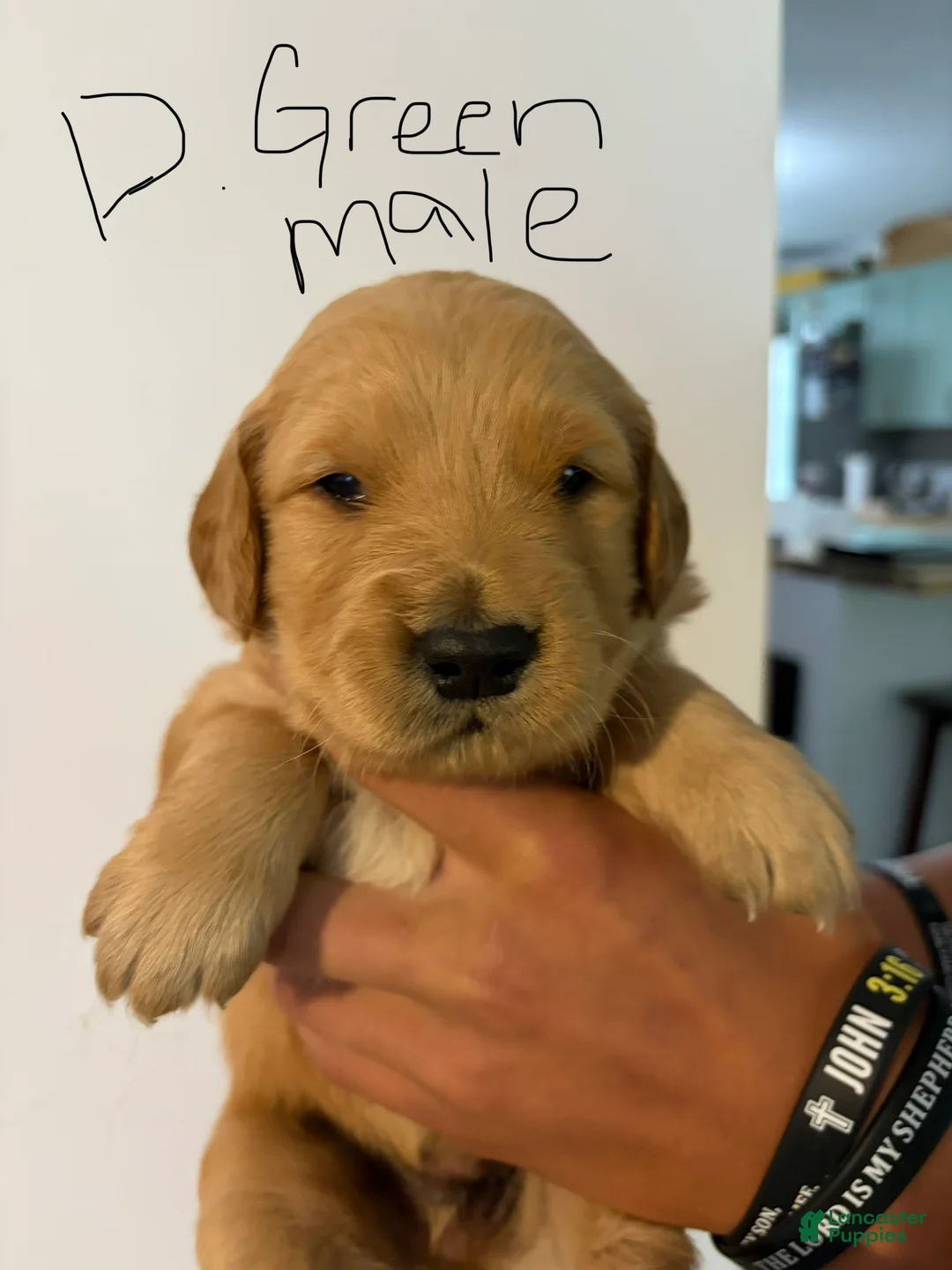Golden Retriever dogs for sale: Dark Green  - Ad 1