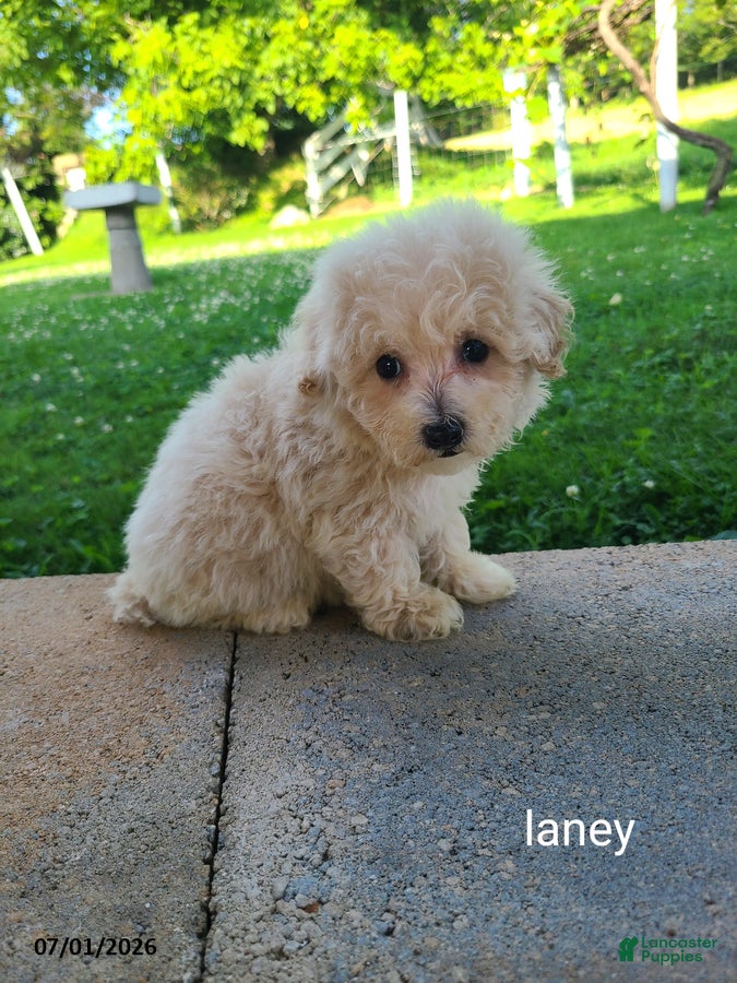 Bichpoo dogs Laney - Ad 1