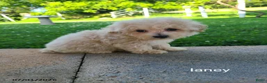 Laney
