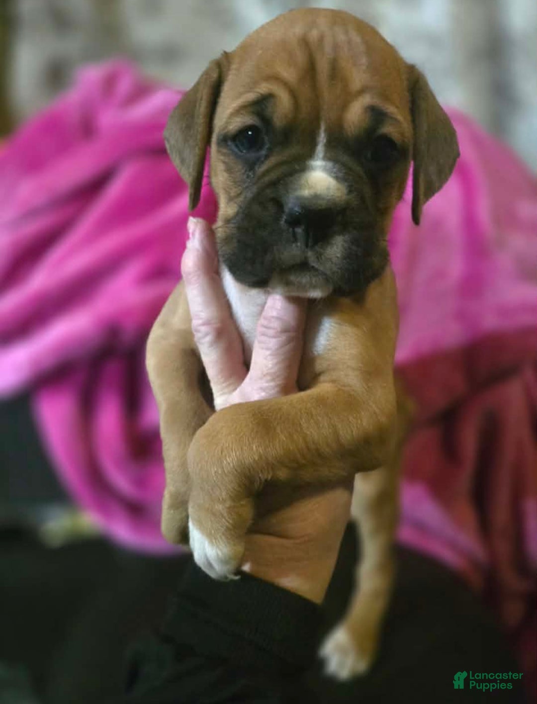Boxer dogs for sale: Laney - Ad 5