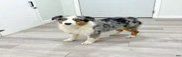 Miniature Australian Shepherd dogs for sale: Star - Ad 7