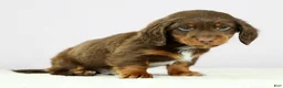 Miniature Dachshund dogs for sale: Lennon - Ad 7