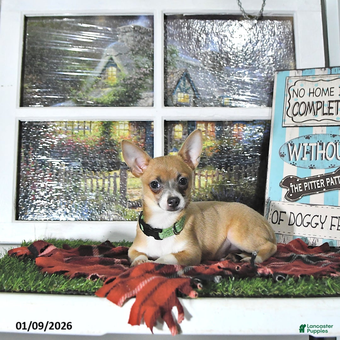 Chihuahua dogs for sale: Fritz - Ad 10