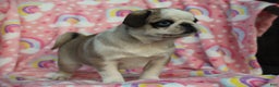Pug dogs for sale: Sharon - Ad 2